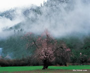 波密天气预报30天