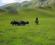 合作天气预报40天