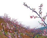 建宁天气预报40天